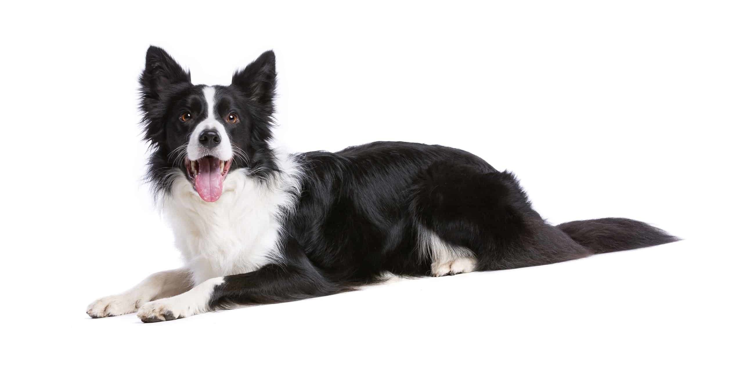 Border collies: High-energy, smart dogs that need lots of exercise